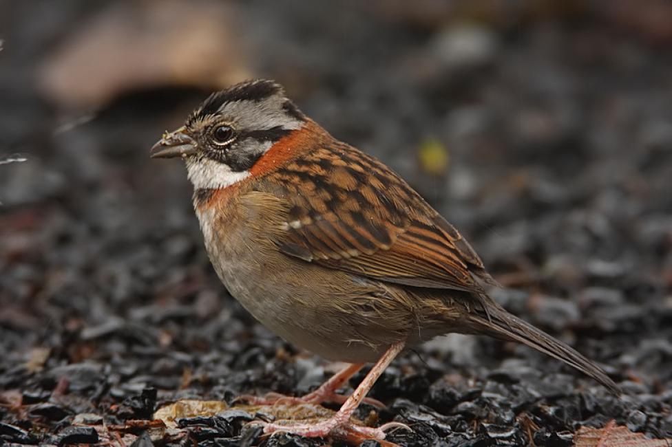 Sabanero ruficollarejo (Zomotridia capensis)